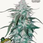 Насіння конопель PINEAPPLE EXPRESS Auto від Fast Buds